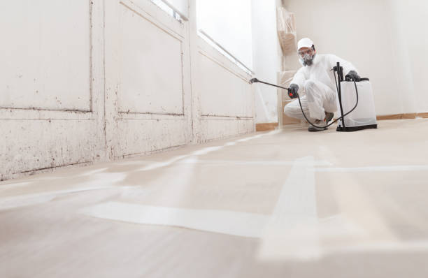 24/7 Emergency Black Mold Remediation experts in South Hackensack, NJ
