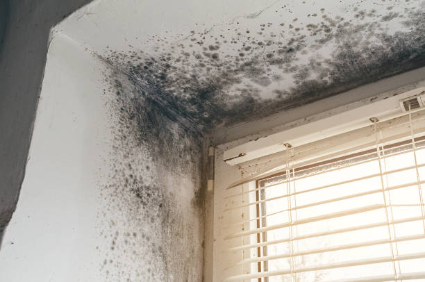 Affordable Black Mold Remediation solutions in South Hackensack, NJ