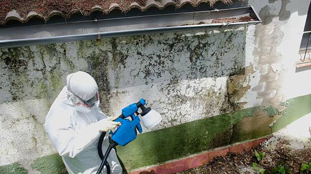Top rated local Black Mold Remediation specialists in South Hackensack, NJ